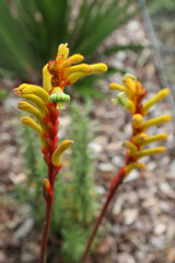Beautiful red and yellow kangaroo paw native flowers in Queensland Australia