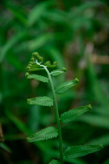 close up of leaf