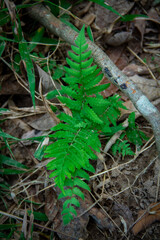 fern in the forest