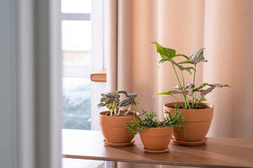 Three planters with flowers on the background of the home interior.
