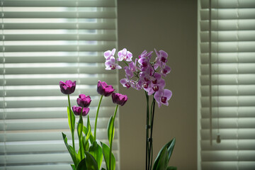 Floral concept. Orchid plants. Orchids blossom close up, Phalaenopsis. Purple pink orchid tulips on the window.