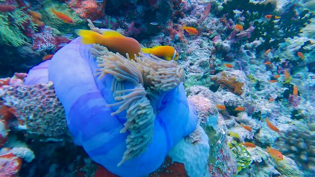 Pair of Maldive anemonefish amphiprion nigripes in blue magnificent sea anemone heteractis magnifica on tropical reef