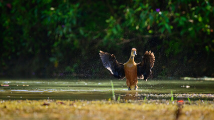Lesser whistling duck standing and flapping its wings in the water.