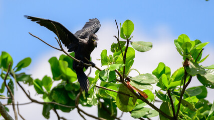 The little cormorant perch on a treetop.