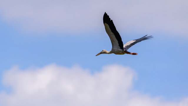 Asian openbill stork in flight. Large wader bird flying photograph.