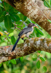 Sri Lanka gray hornbill (Ocyceros gingalensis) perch on a cashew tree in Hiyare reservoir. © nilanka