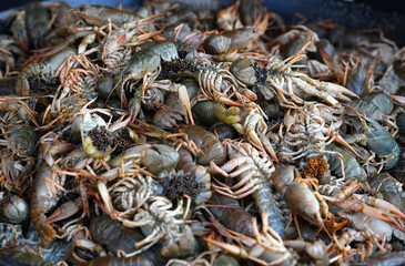 culinary delicacy. Cancer. crayfish in a fish shop.