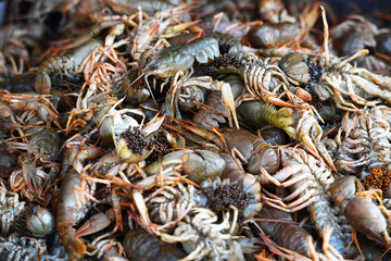culinary delicacy. Cancer. crayfish in a fish shop.