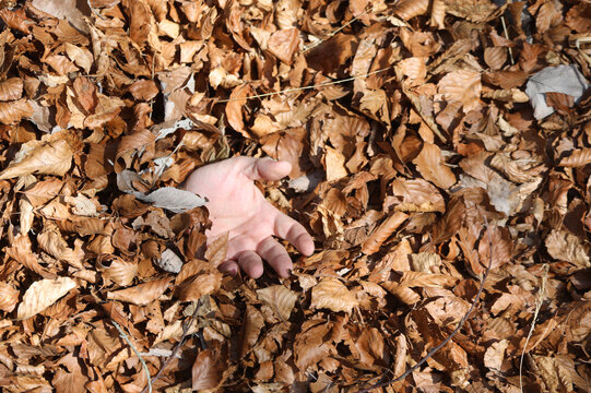lifeless hand coming out of the pile of dry fallen leaves