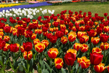 チューリップ畑