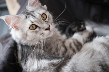 A beautiful Maine Coon cat sleeps in a blanket. Cute pet cat with long hair.