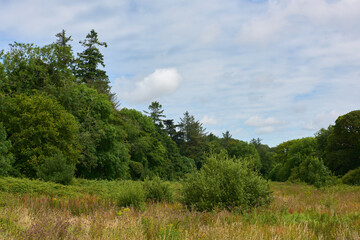 Obraz premium Trees and meadow on a cloudy day