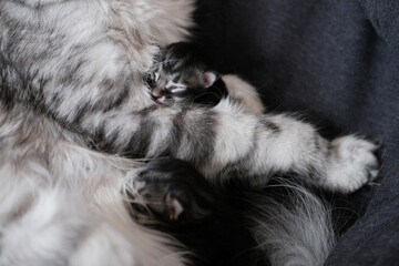 Beautiful newborn Maine Coon kittens with closed eyes suck milk. Cute pet blind kitten with mother.