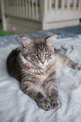 A beautiful Maine Coon cat lies in a blanket. Cute pet cat with long hair..