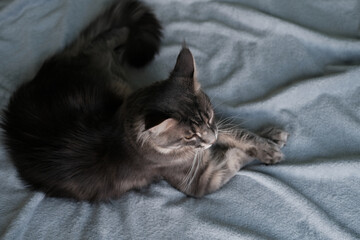 A beautiful Maine Coon cat lies in a blanket. Cute pet cat with long hair..