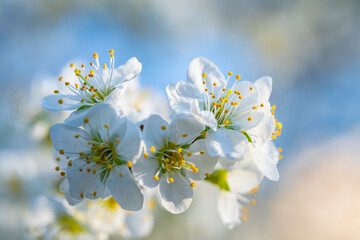 Spring flowers bloom in April