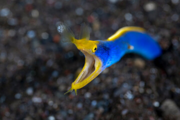 Ribbon Eel - Rhinomuraena quaesita. Underwater life of Tulamben.