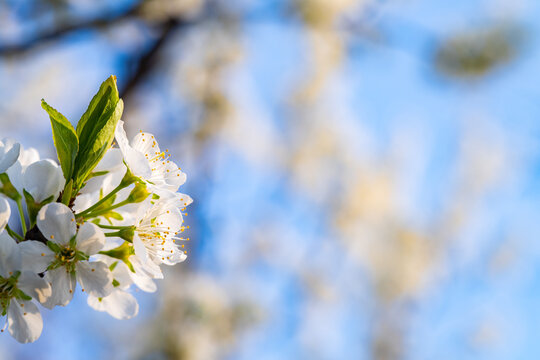 Spring flowers bloom in April