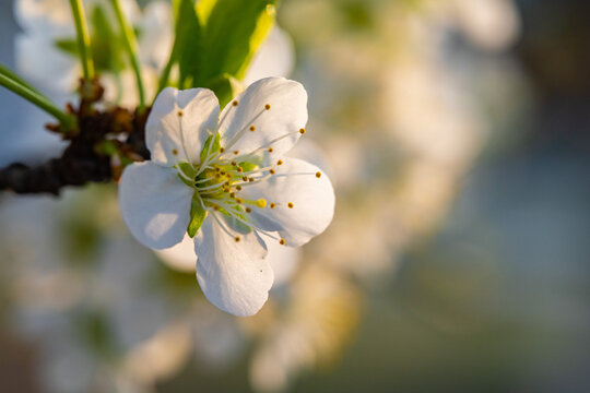 Spring flowers bloom in April