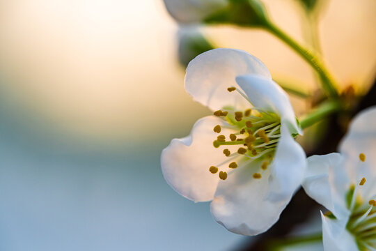 Spring flowers bloom in April