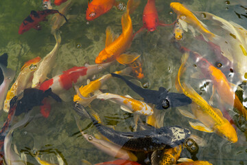 Fototapeta na wymiar Colorful ornamental Koi(Carp) Fish of Japanese koi,called Nishikigoi in Japan in a pond as constant as possible and for the fish to hibernate. it represents the mascot of good luck.