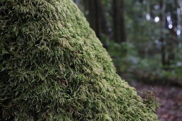 moss on the tree
