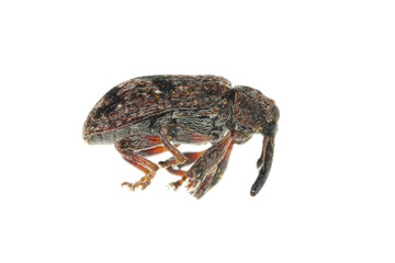 Apple blossom weevil (Anthonomus pomorum). One of the most important pests of apple trees in orchards and gardens.