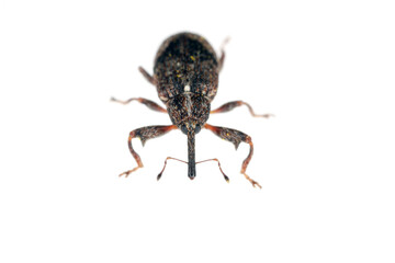Apple blossom weevil (Anthonomus pomorum). One of the most important pests of apple trees in orchards and gardens.