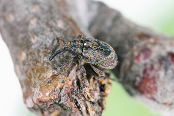 Apple blossom weevil (Anthonomus pomorum). One of the most important pests of apple trees in orchards and gardens.