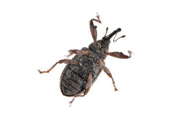 Apple blossom weevil (Anthonomus pomorum). One of the most important pests of apple trees in orchards and gardens.