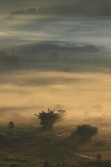 morning light in the mist