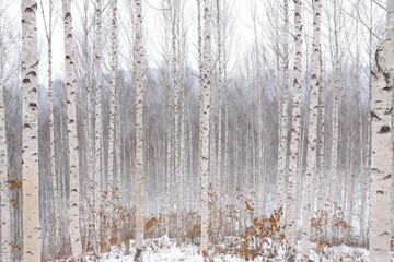 인제 자작나무숲의 풍경
Scenery of Inje Birch Forest