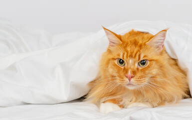 Red Maine Coon cat lying under a white blanket on the bed