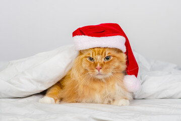 Red Maine Coon cat lying under a white blanket in a santa hat