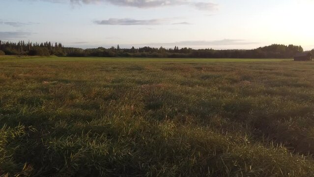 Open field with an old house on the right while the sun is slowly rising using a Drone traveling above the grass