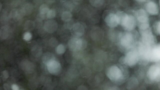 Natural Falling Snow looped Seamless out of focus background