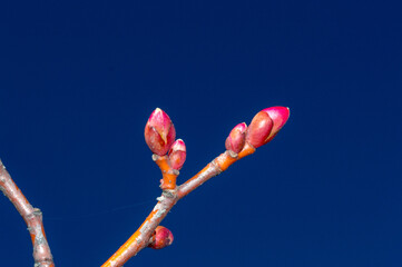 Tree branch with buds of tilia cordata winter orange.