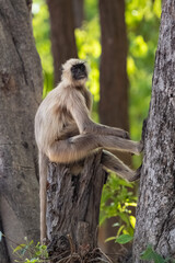 Gray langur, a monkey sitting on a branch, India, Madhya Pradesh 
