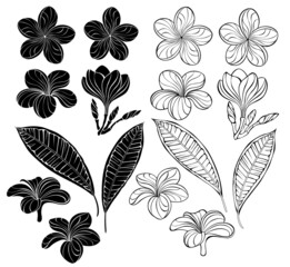 Set of contour plumeria