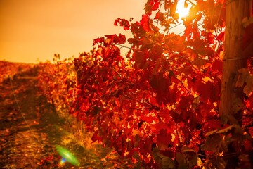 Bright autumn red orange yellow grapevine leaves at vineyard in warm sunset sunlight. Beautiful clusters of ripening grapes. Winemaking and organic fruit gardening. Close up. Selective focus.