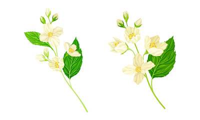 Jasmine flowers set. Beautiful spring branches with white flowers and green leaves vector illustration
