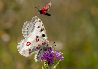 Der Rote Apollo oder Apollofalter (Parnassius apollo) und Widderchen