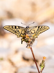Der Schwalbenschwanz (Papilio machaon) 