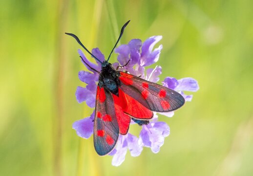 Sechsfleck-Widderchen (Zygaena filipendulae)