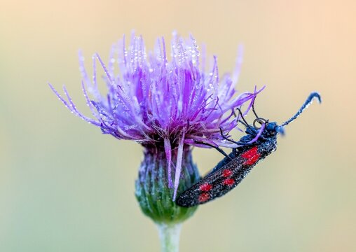 Sechsfleck-Widderchen (Zygaena filipendulae)