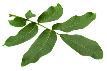 Walnut tree leaf closeup