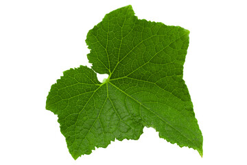 Cucumber leaf on white background