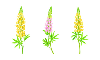 Fototapeta na wymiar Yellow and pink lupine flower. Summer garden or meadow plant vector illustration