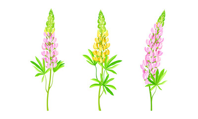 Yellow and pink lupine plants, summer garden or meadow flowers vector illustration