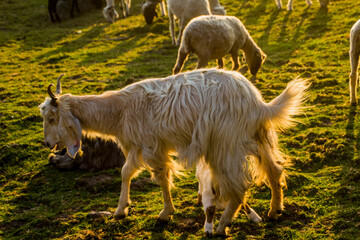 Obraz premium Camping at Triund in Dharamshala 